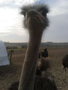 Ostrich Heaven